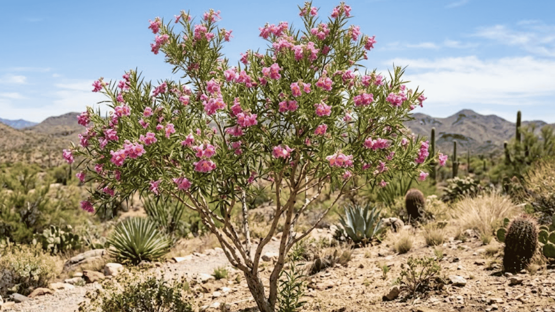 small desert tree with pink flowers blooming among cacti and dry shrubs in a sunny rocky landscape