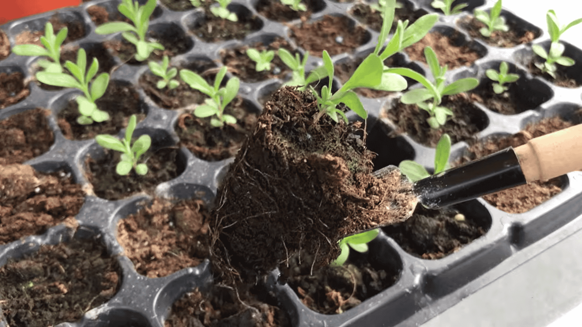 small garden tool lifting a young seedling with roots and soil from a plastic tray filled with healthy green sprouts