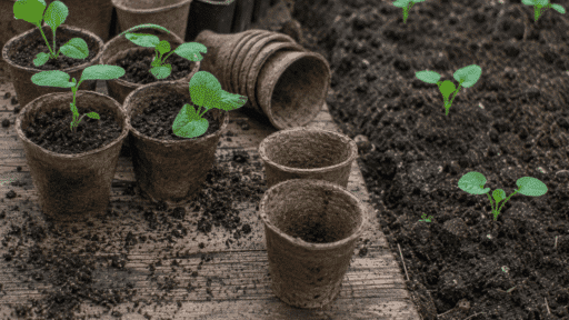 small green seedlings growing in biodegradable pots beside freshly planted sprouts in dark garden soil outdoors