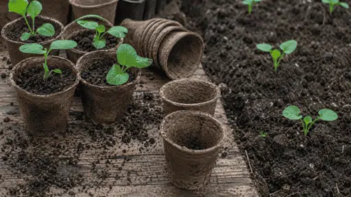 small green seedlings growing in biodegradable pots beside freshly planted sprouts in dark garden soil outdoors