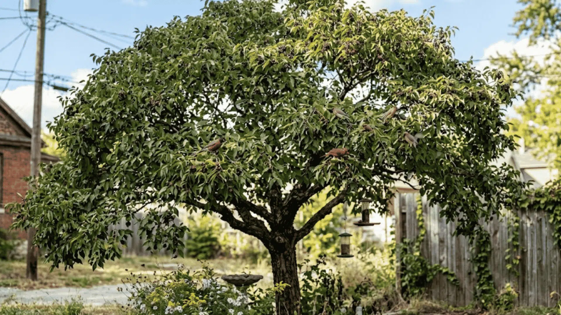 small leafy backyard tree with birds perched on branches near a wooden fence and residential garden
