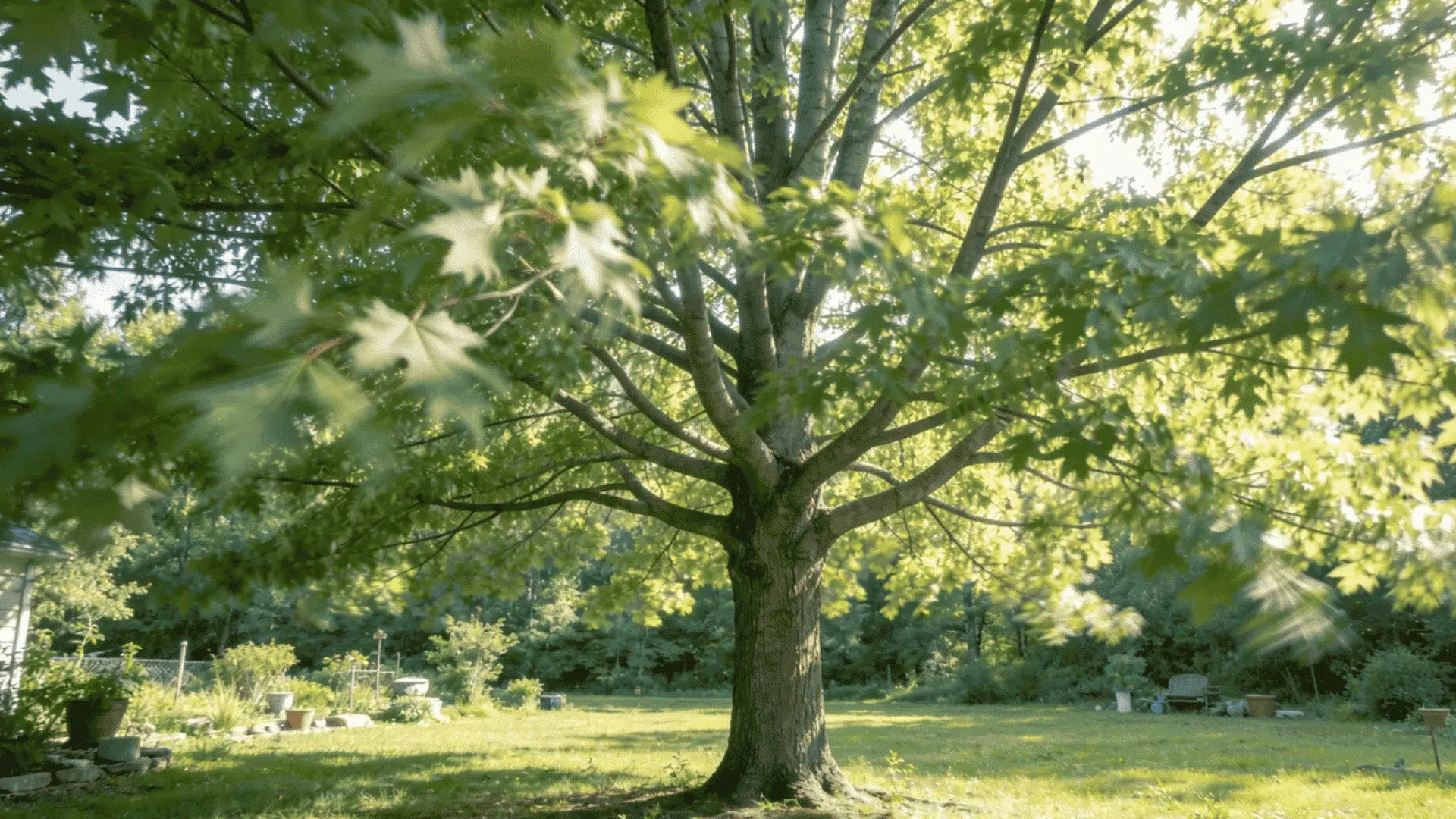 sunlight filters through green maple leaves around a tall tree standing in a peaceful open backyard garden