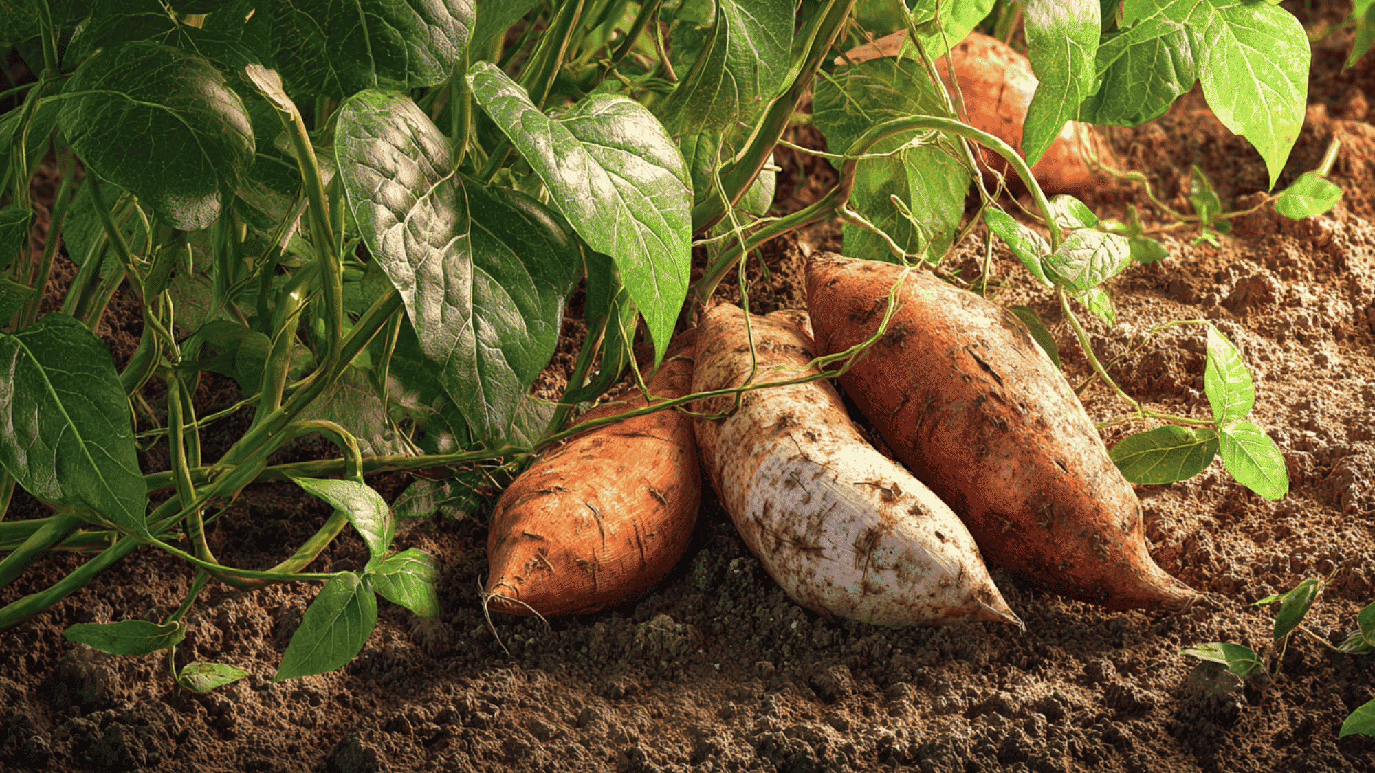 sweet potato vines growing in sunny garden soil with freshly harvested sweet potatoes beside the plants
