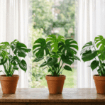 three healthy monstera plants in simple pots placed side by side on a wooden table near a bright window