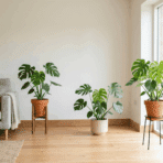 three monstera plants in a room near window showing light placement and distance from sunlight (1)