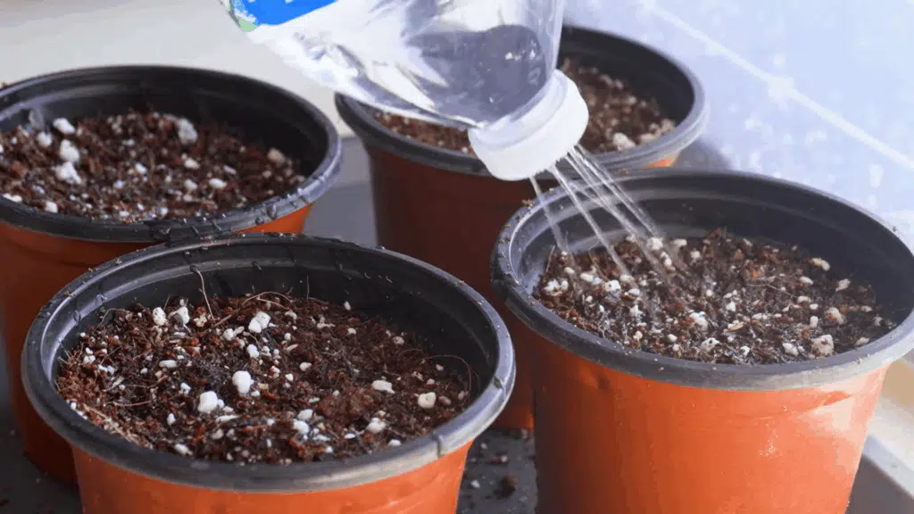 water pours from a plastic bottle into small pots filled with soil and perlite during indoor seed starting