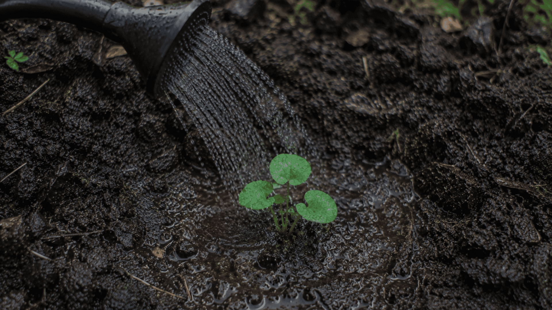 watering can pouring water onto a newly planted green seedling surrounded by wet dark soil in a garden bed