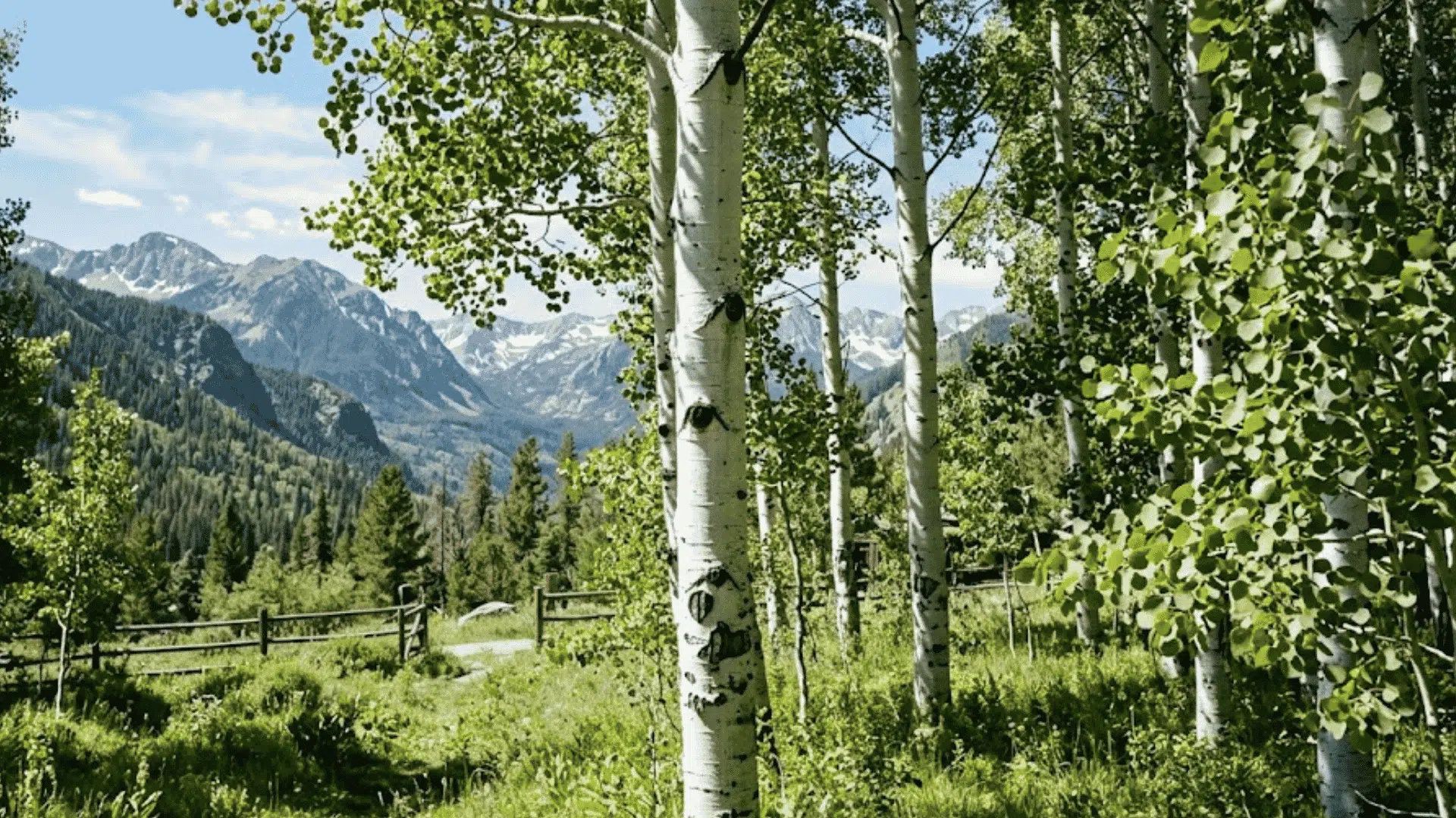 white bark aspen trees growing beside a mountain meadow with snowy peaks and lush green forest scenery