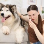 Dog’s Immunity