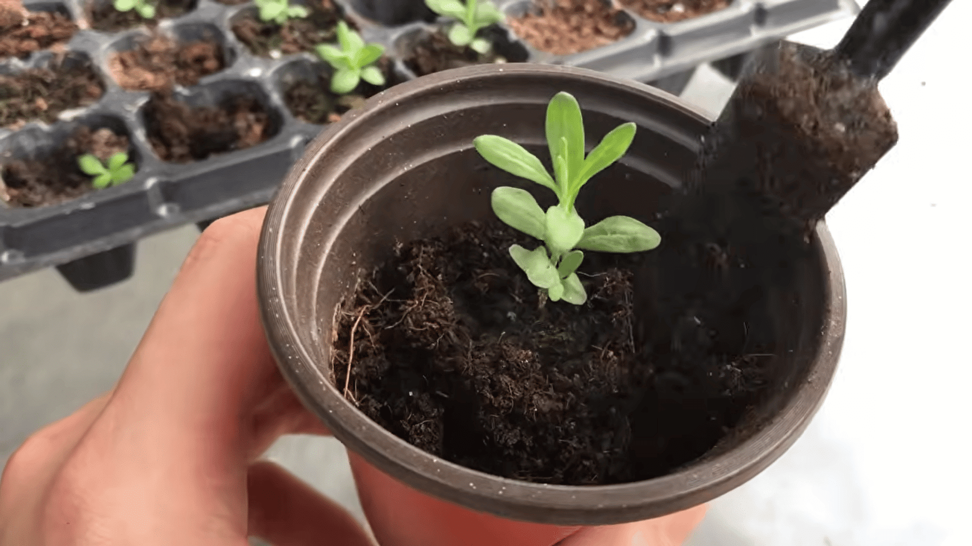 young green seedling newly transplanted into a small plastic pot with dark soil using a garden tool