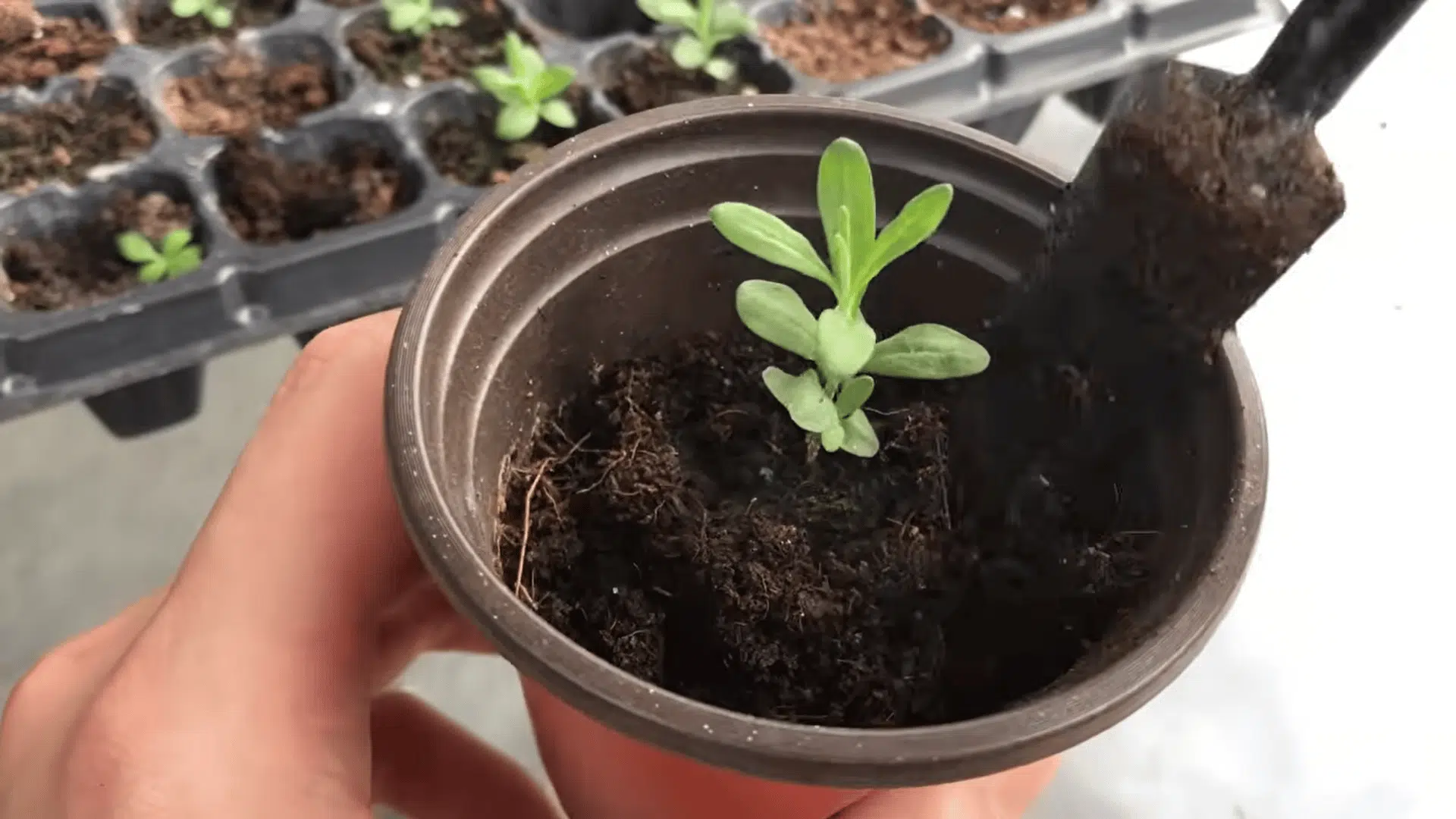 young green seedling newly transplanted into a small plastic pot with dark soil using a garden tool
