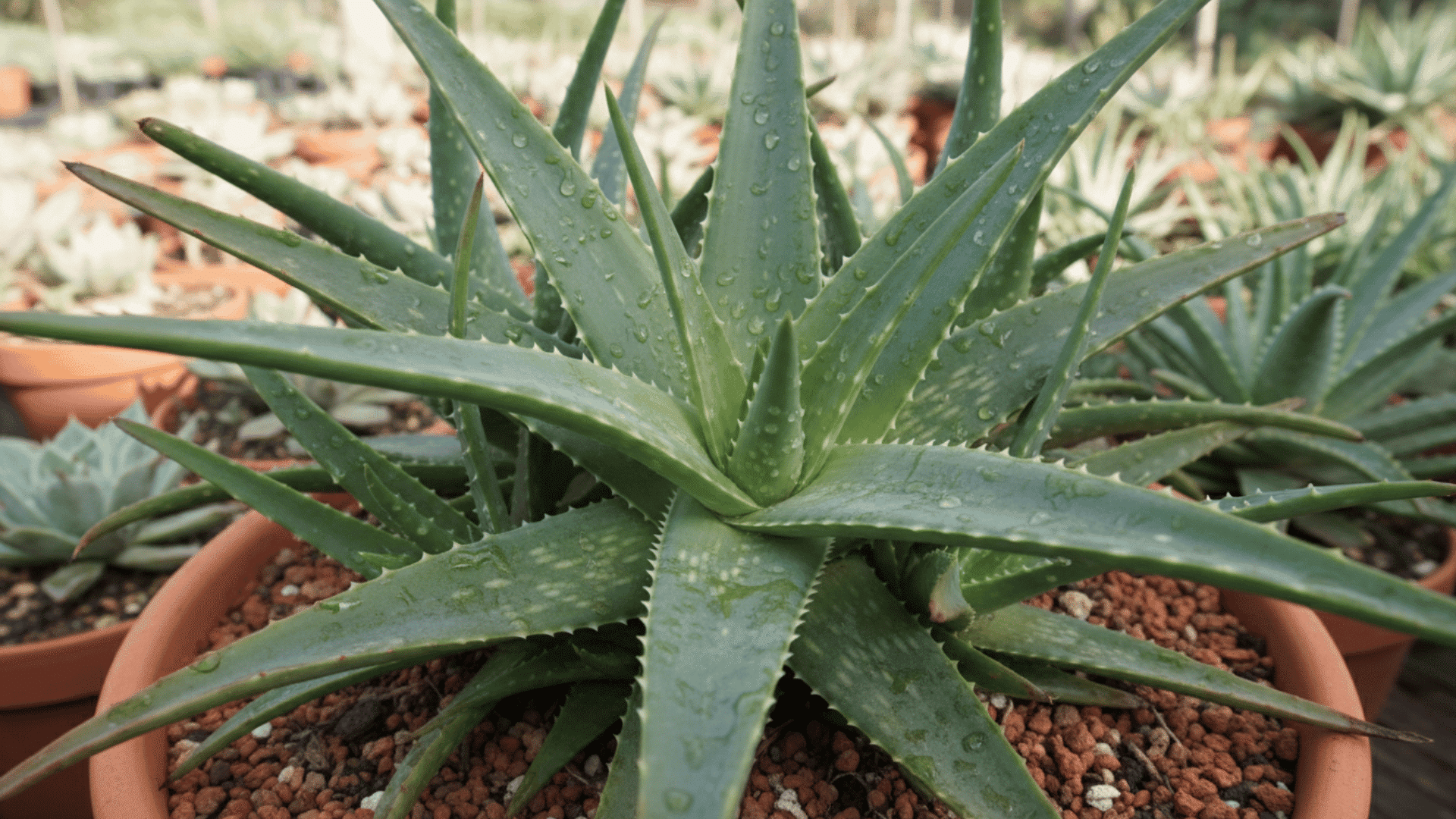 A green aloe vera plant with long spiky leaves covered in water droplets growing in a terracotta pot with other succulents around it