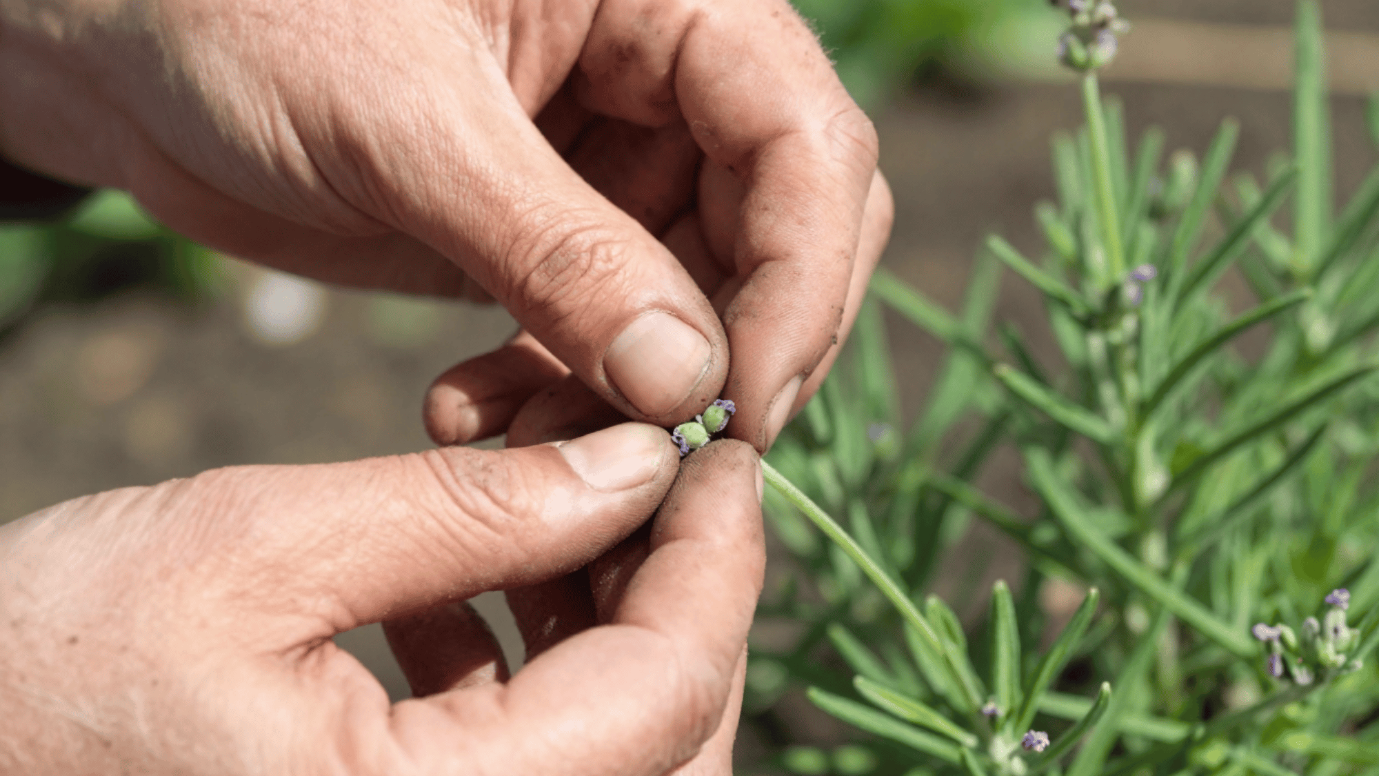 close up of dirty fingers pinching off small green flower buds from a young lavender plant in a sunny garden bed