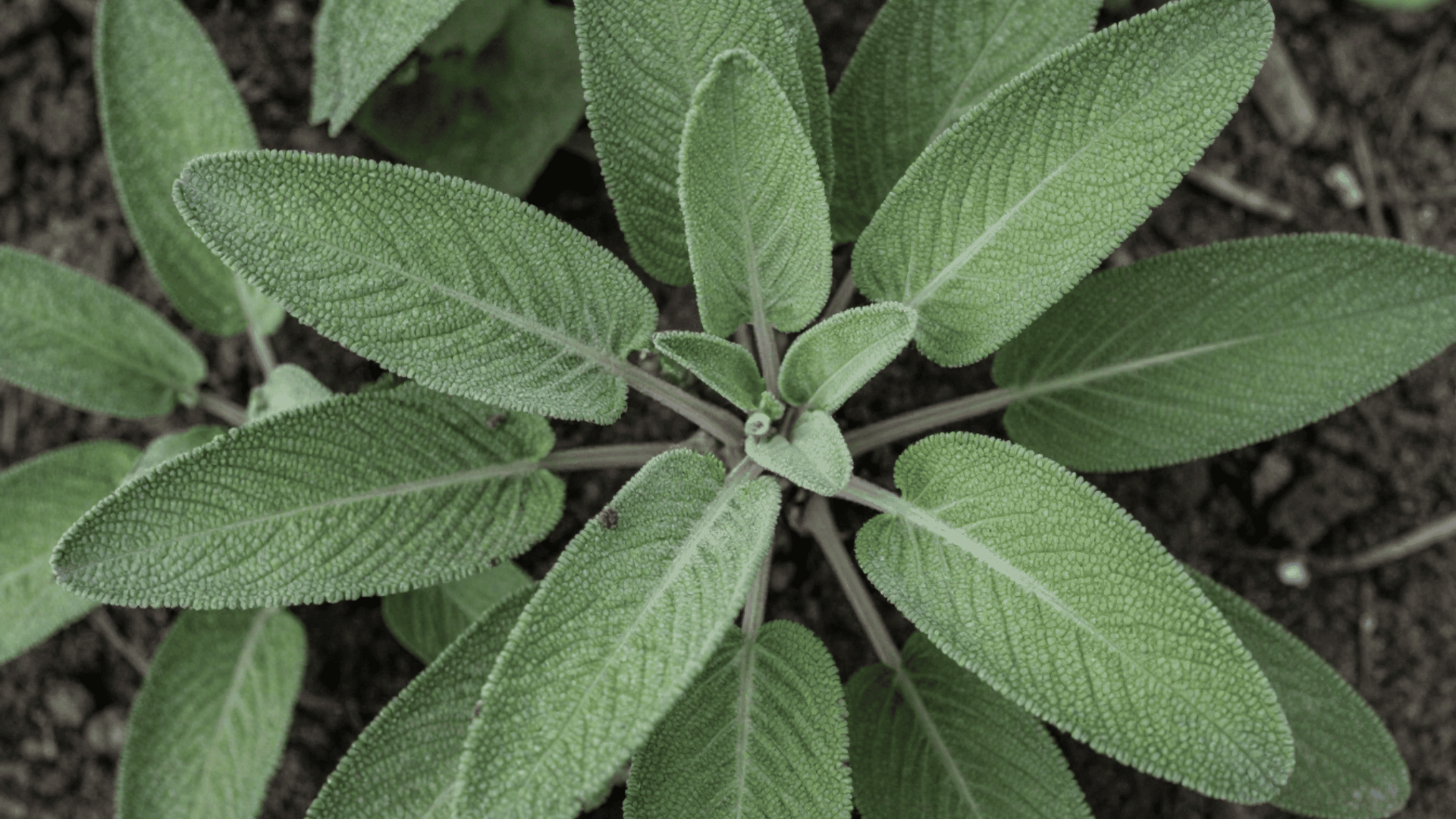 close up top down photo of green sage leaves showing a realistic slightly dirty look