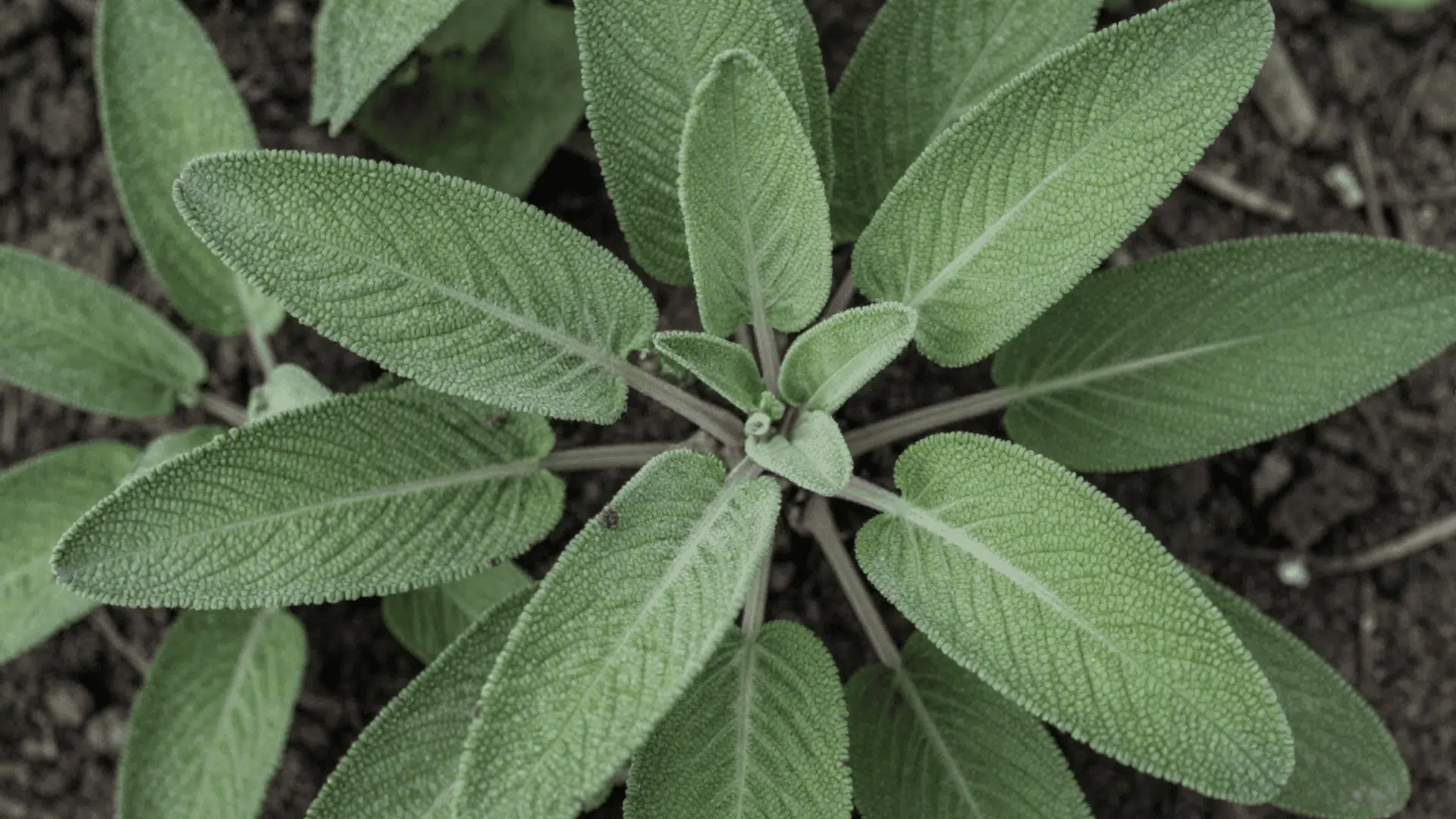 close up top down photo of green sage leaves showing a realistic slightly dirty look