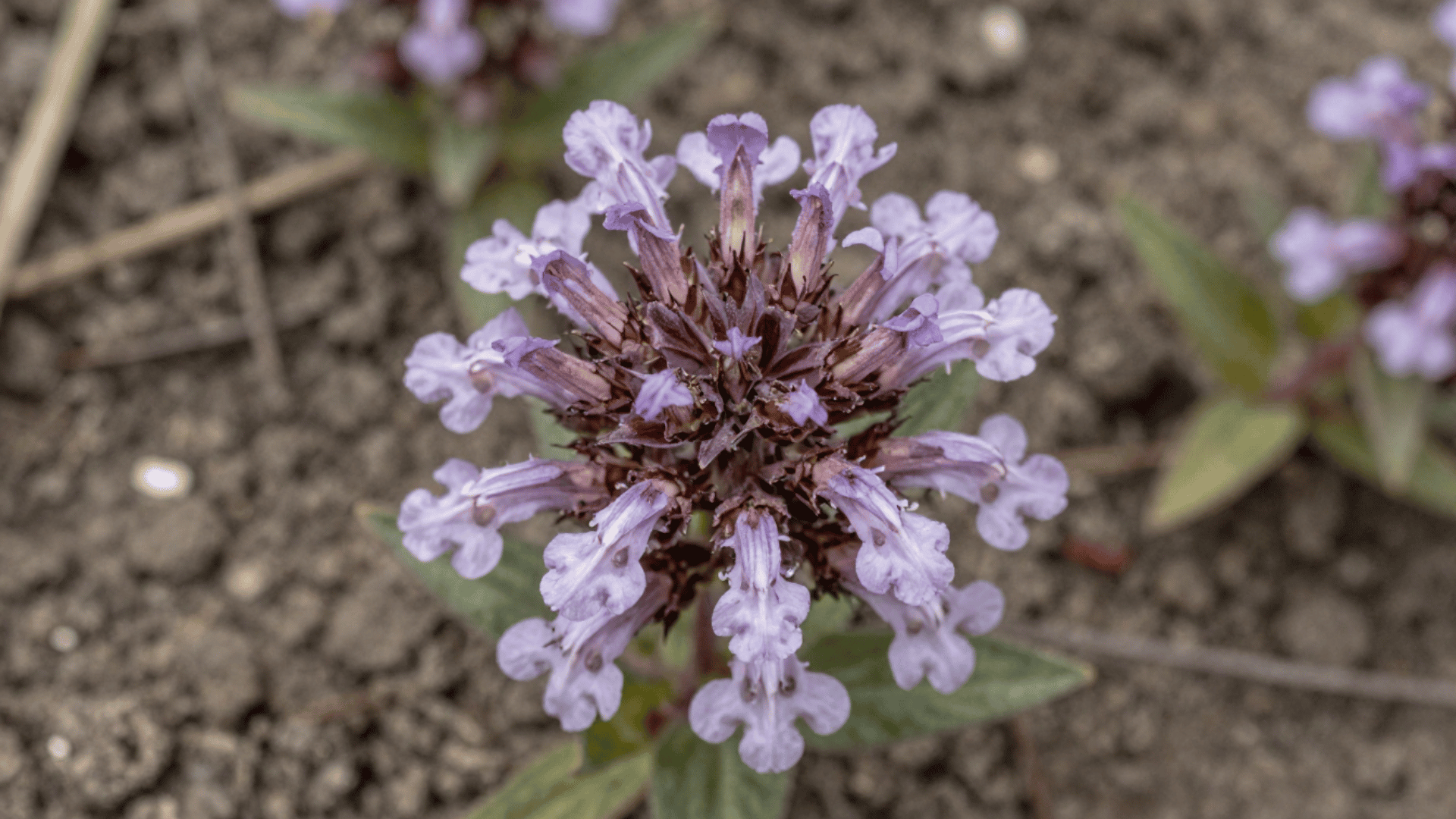 close up top down picture of bright bee balm flowers showing natural garden dirt