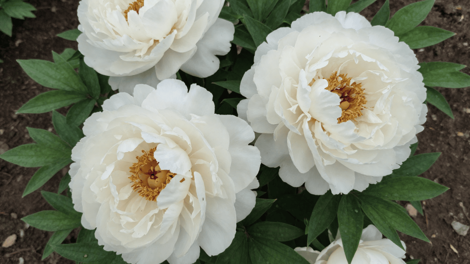 close up top down picture of large peony petals with a slightly dusty realistic look