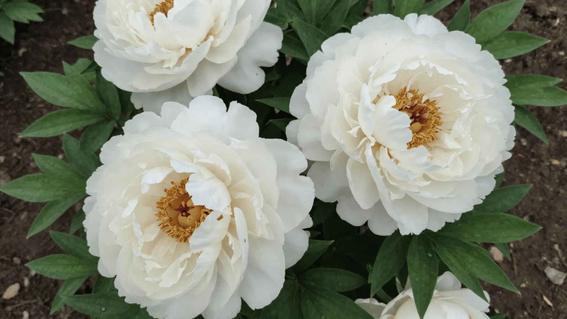 close up top down picture of large peony petals with a slightly dusty realistic look