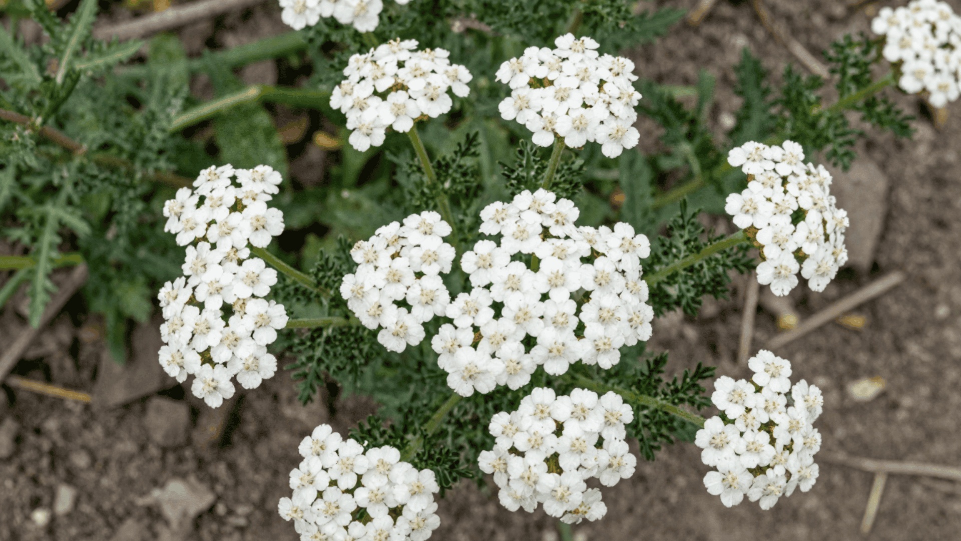 close up top down picture of yarrow flowers sitting above realistic slightly dry dirt