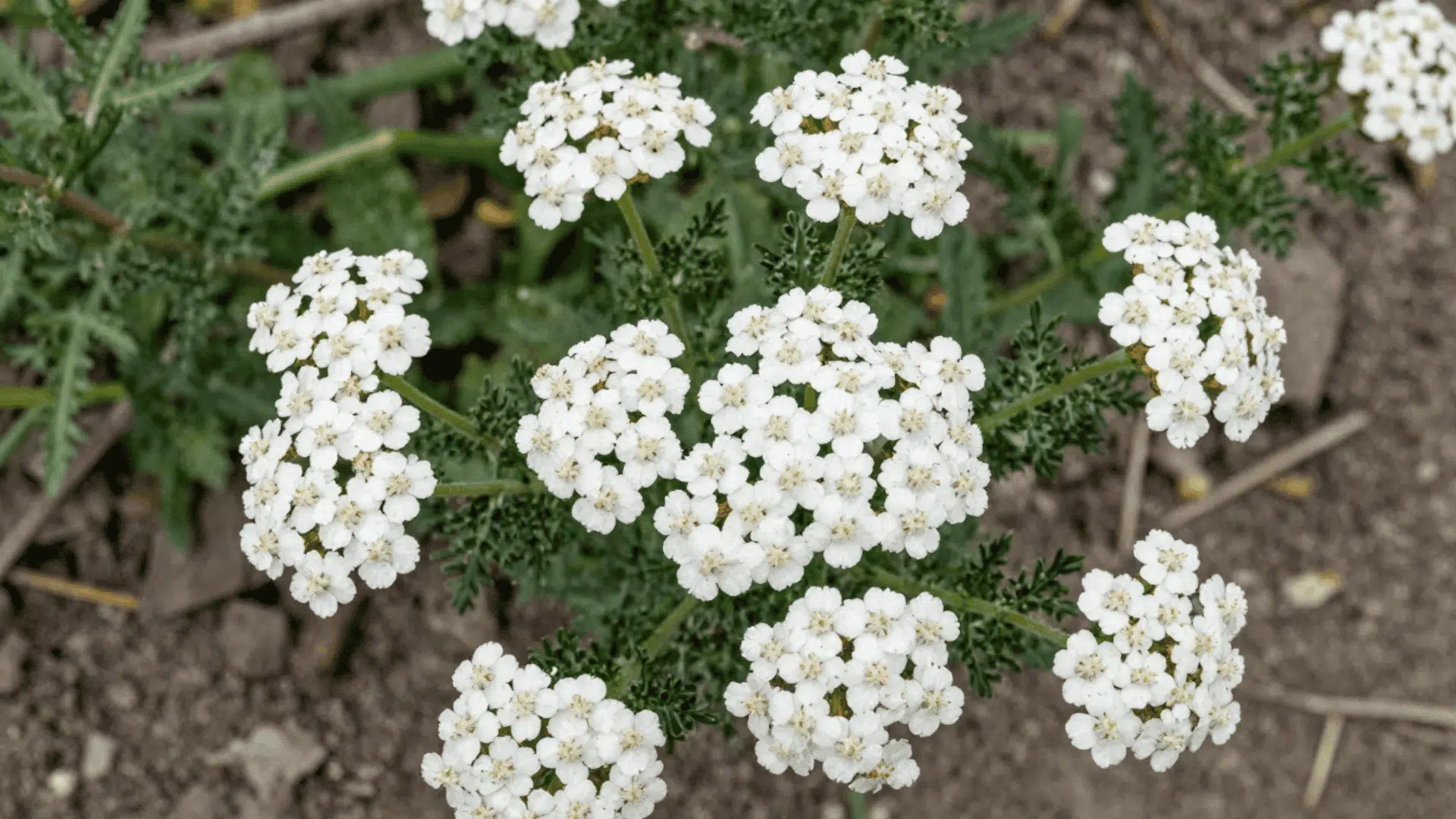 close up top down picture of yarrow flowers sitting above realistic slightly dry dirt