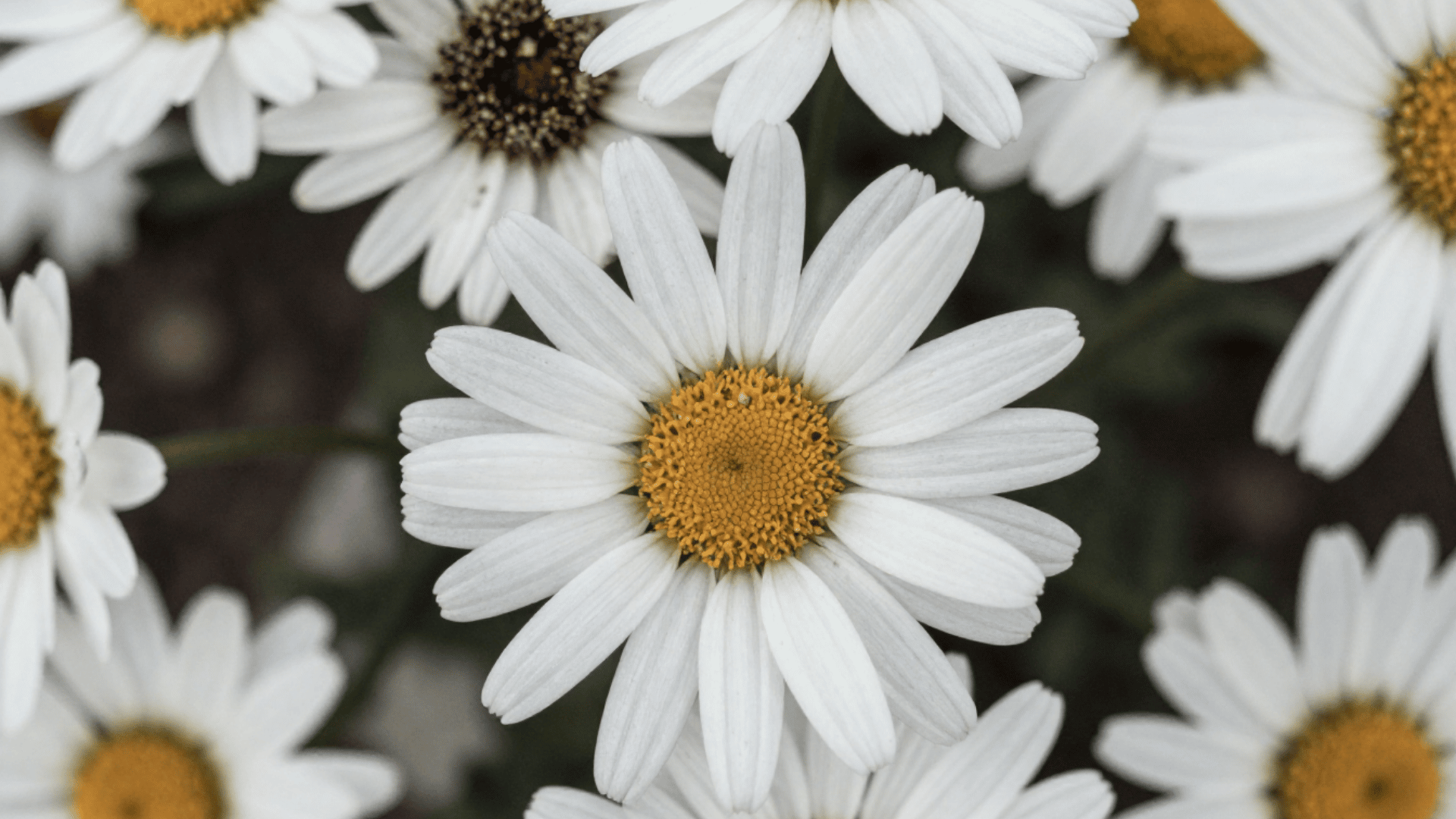close up top down shot of shasta daisies showing realistic imperfections and dirt