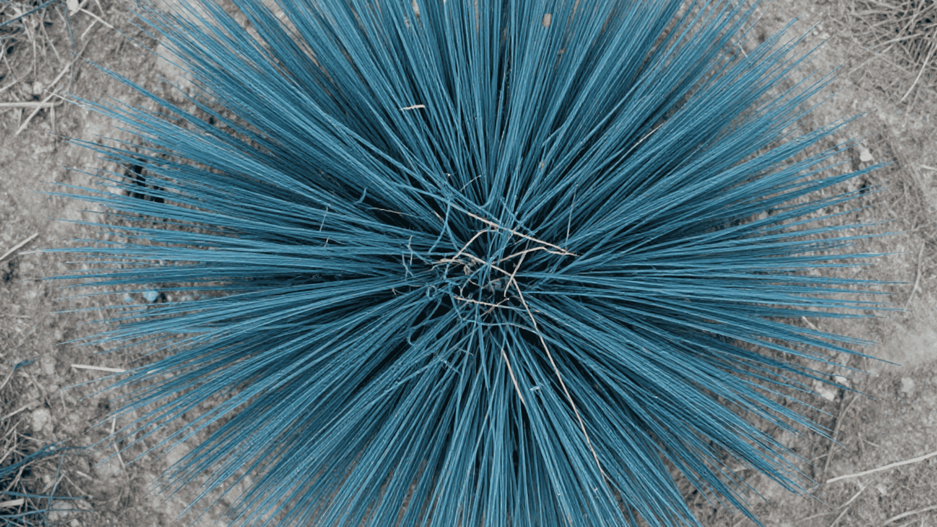 close up top down view of blue fescue grass clumps resting on natural garden soil