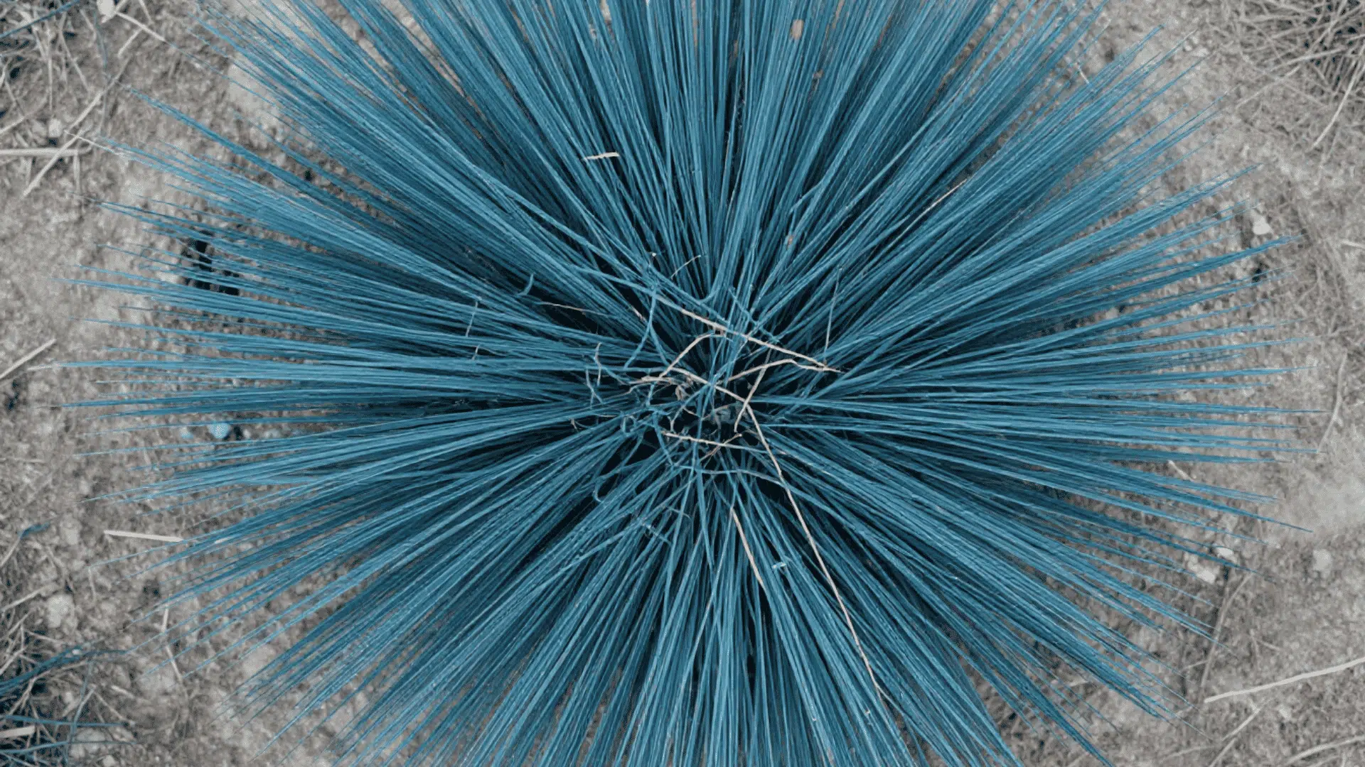 close up top down view of blue fescue grass clumps resting on natural garden soil