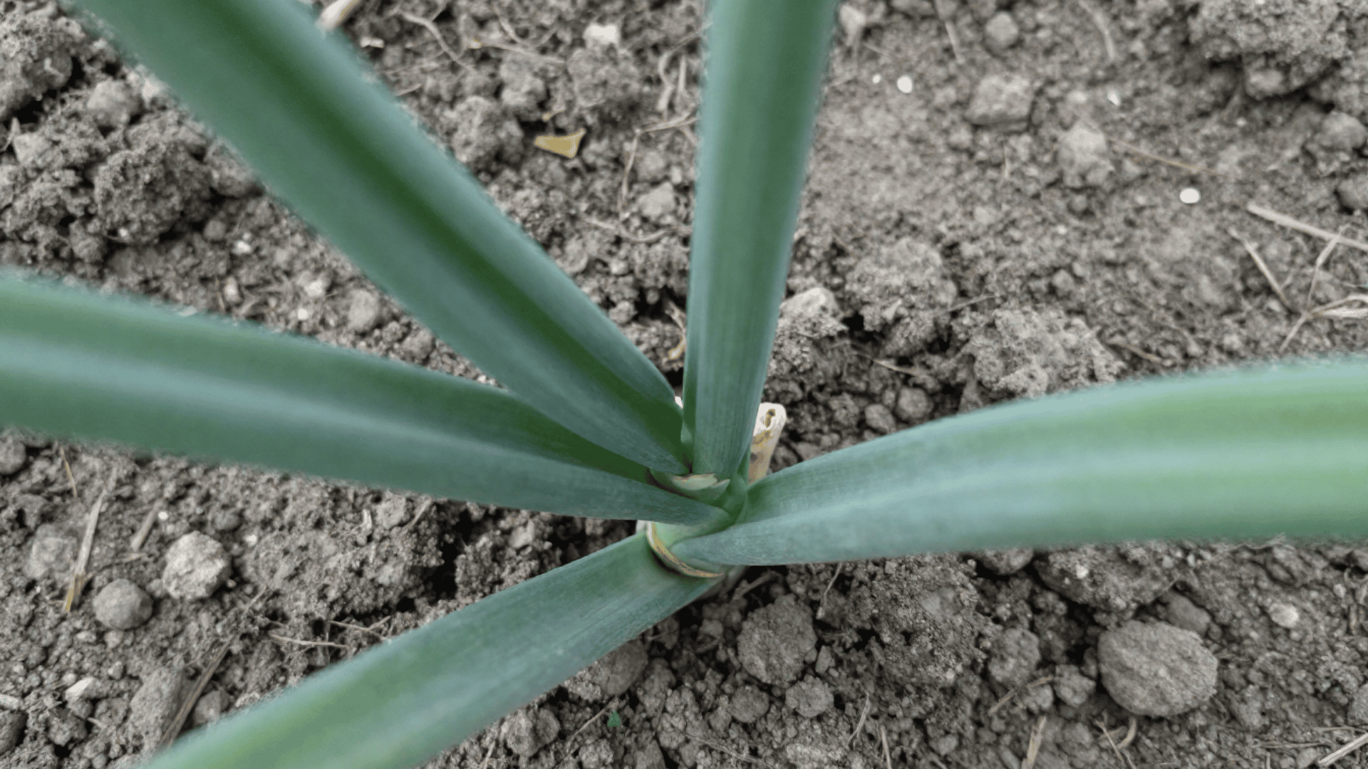close up top down view of green garlic stalks growing from the realistic dirt bed