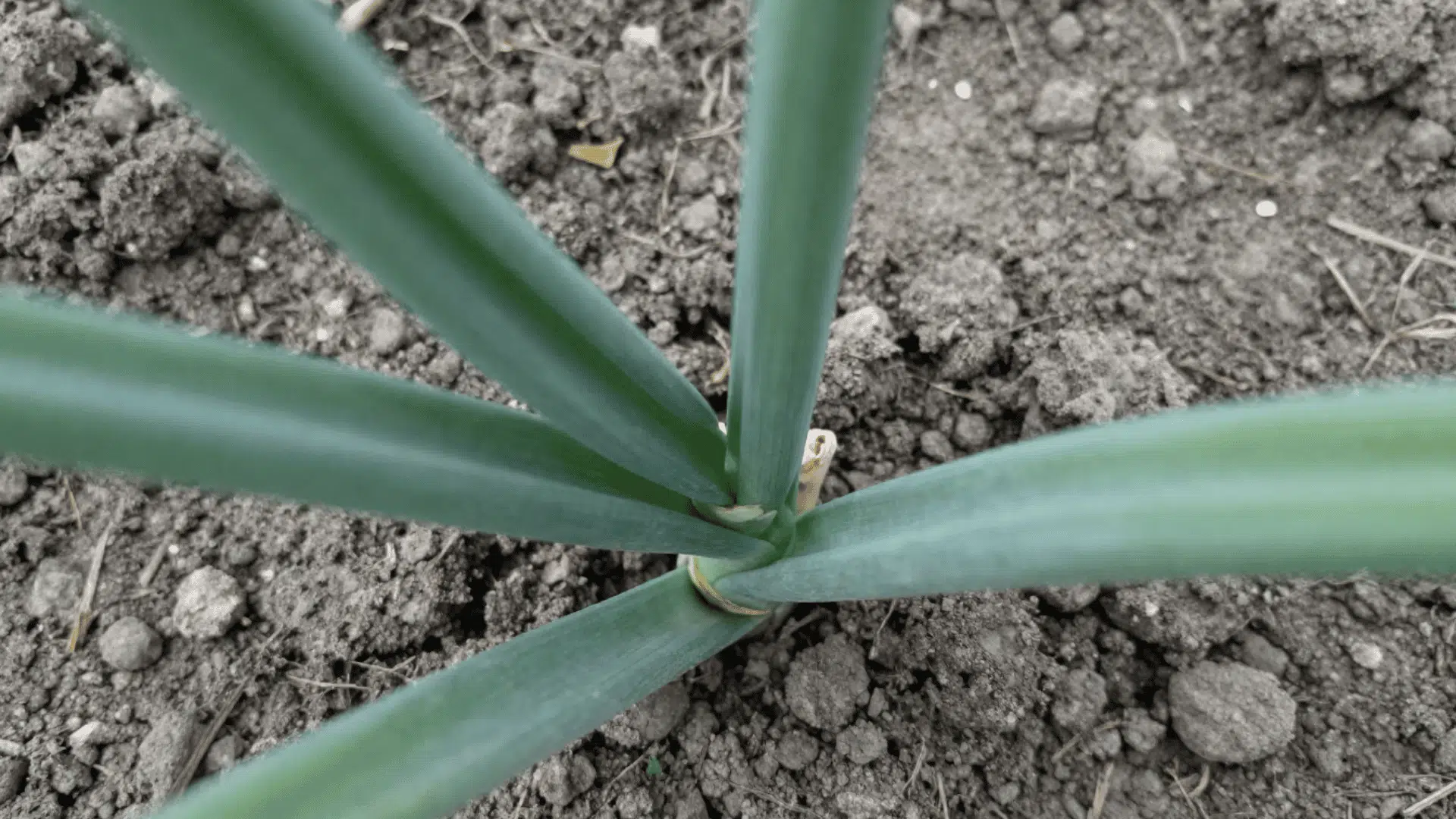 close up top down view of green garlic stalks growing from the realistic dirt bed