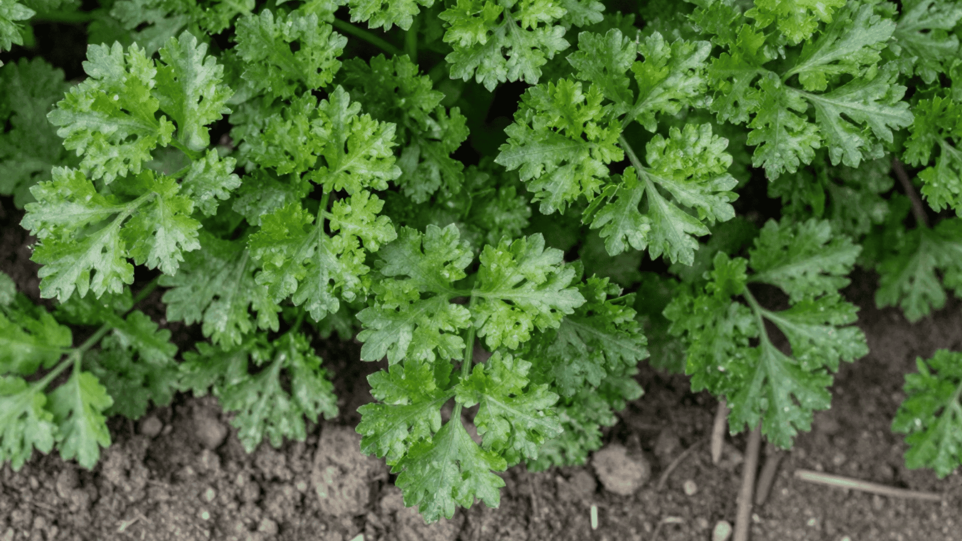 close up top down view of green parsley leaves growing out of slightly dusty earth