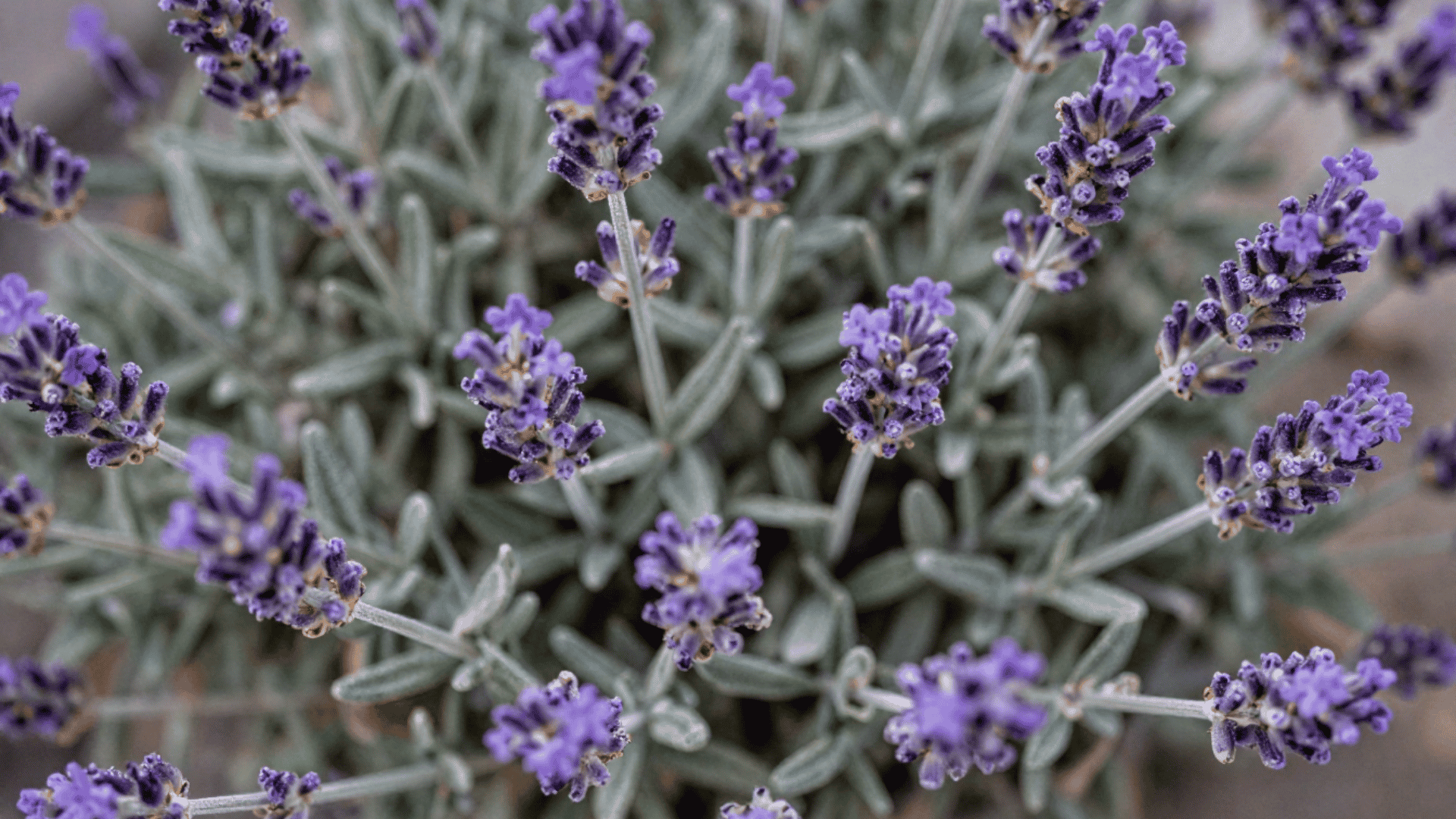 close up top down view of lavender plants with slightly dirty leaves in a garden