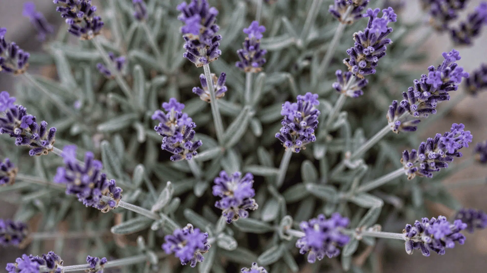 close up top down view of lavender plants with slightly dirty leaves in a garden