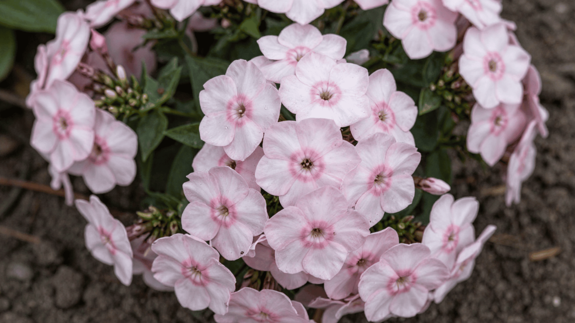close up top down view of phlox flower clusters resting on natural outdoor s