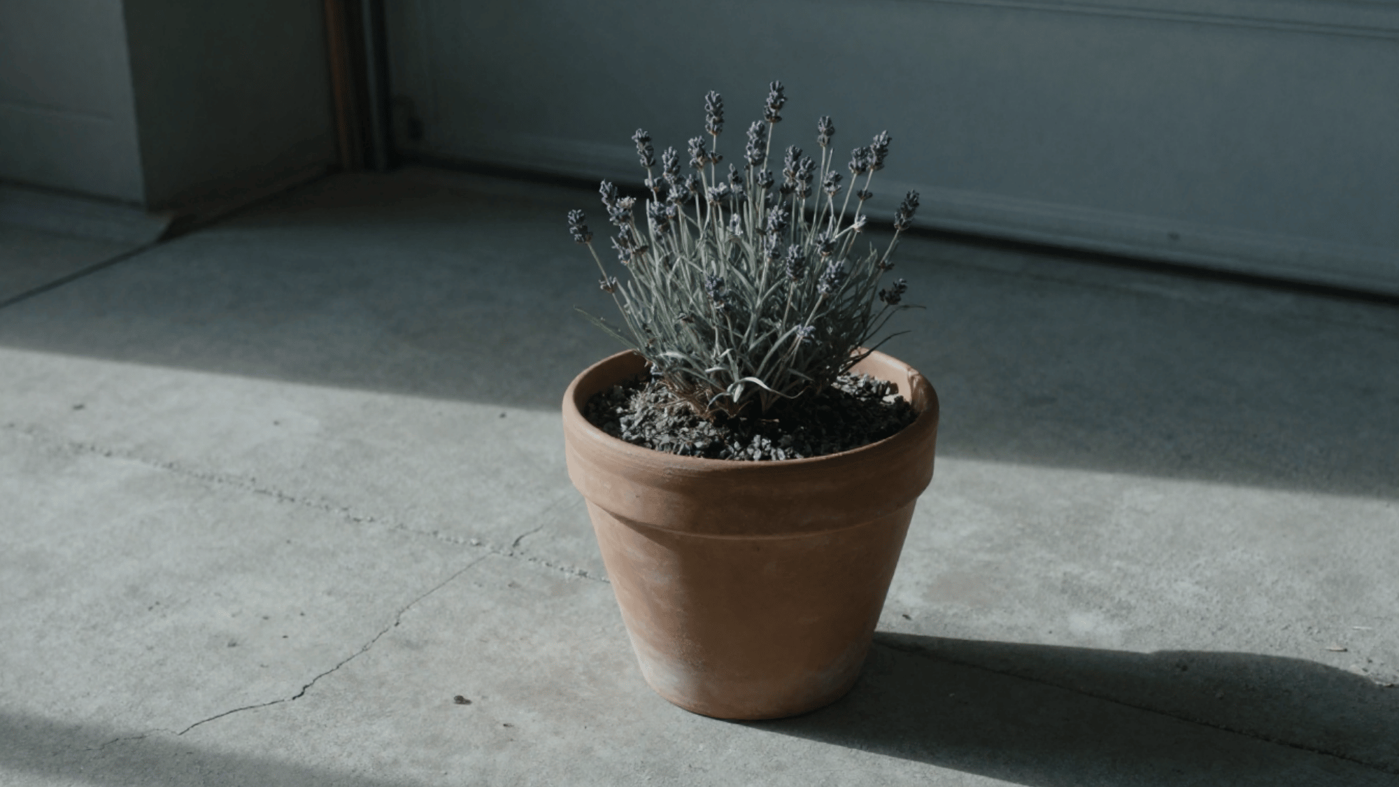 dormant lavender plant in a heavy terra cotta pot sitting on the cracked concrete floor of a dim cold garage