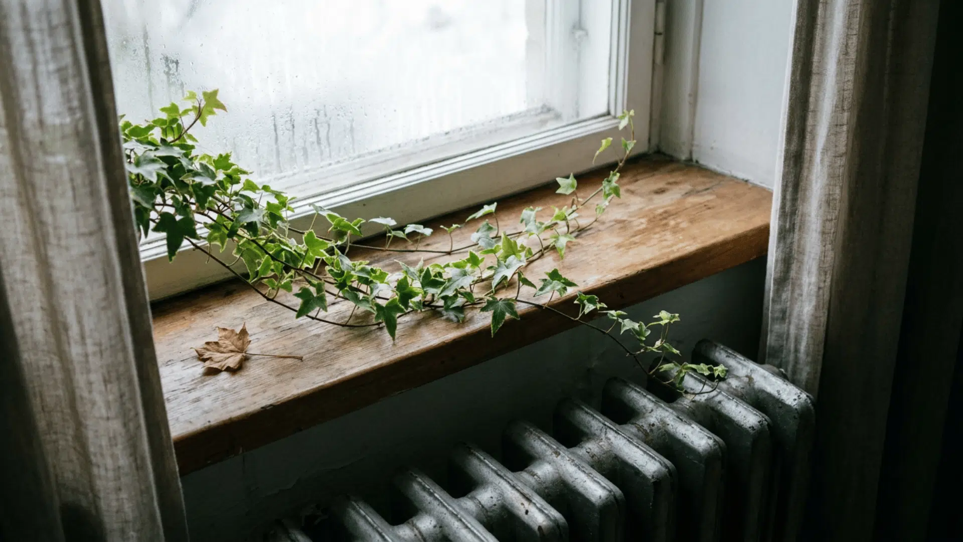 english ivy trailing along a shaded windowsill
