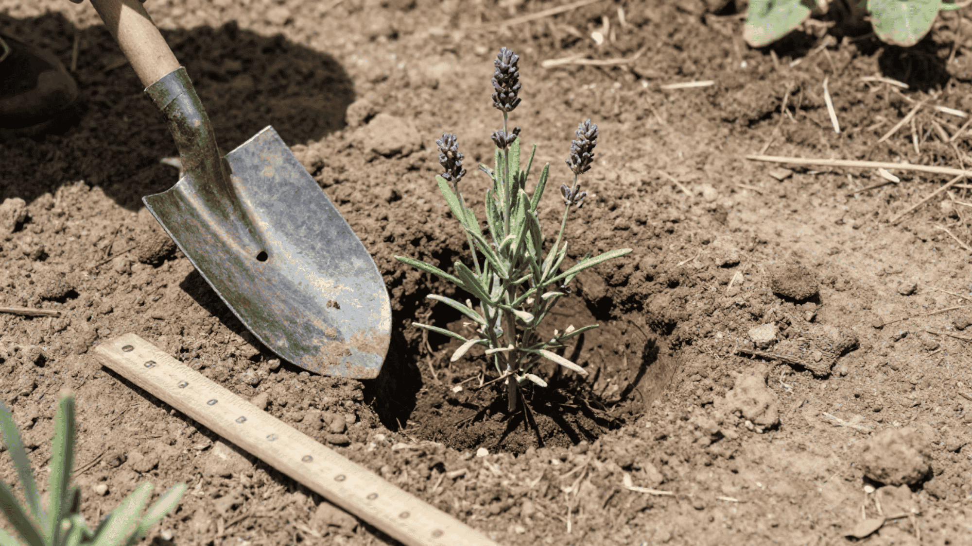 gardener placing young lavender plant into a dug garden hole with a rusty trowel and measuring stick nearby