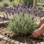 gardener tending a healthy lavender plant in a sunny well drained garden bed with purple blooms in soft daylight