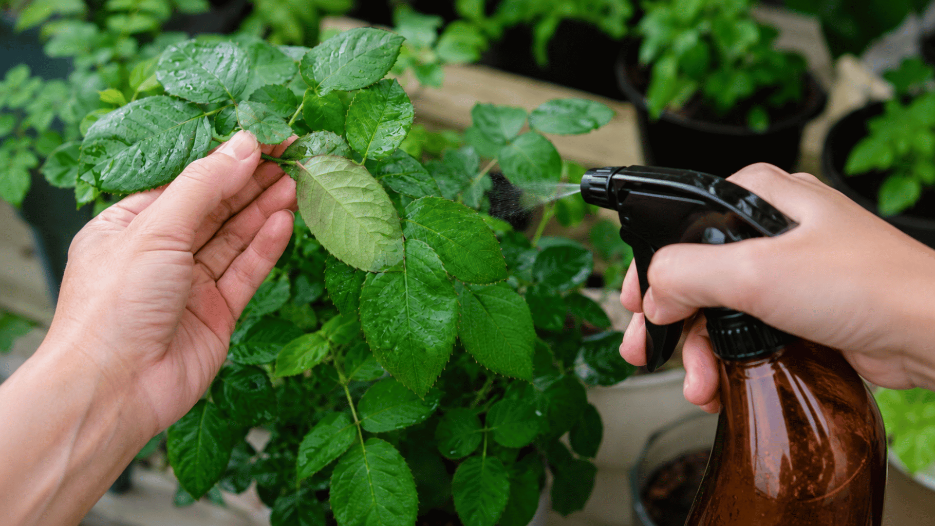 Hand spraying neem oil on both the upper and underside of plant leaves to ensure complete pest coverage