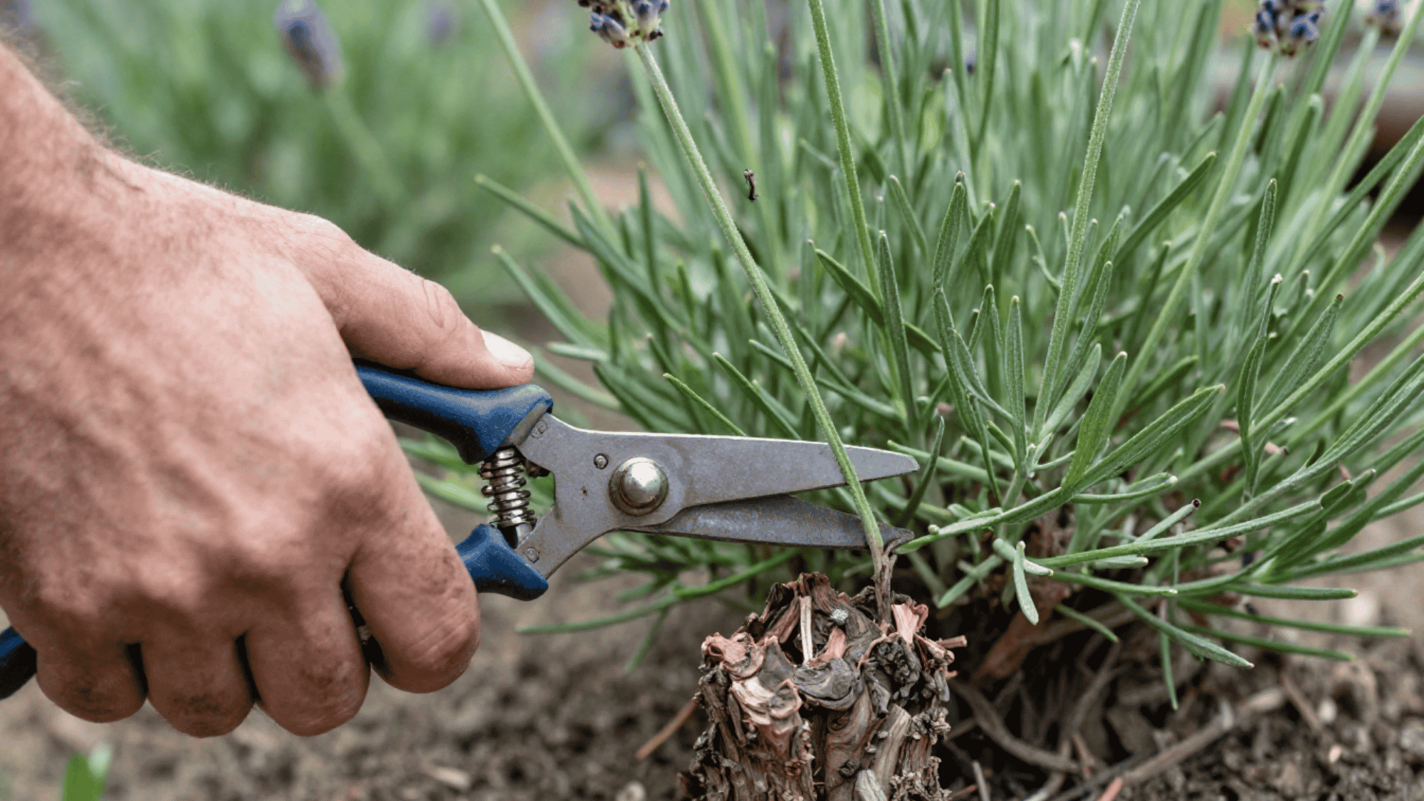 hands using sharp metal shears to cut green stems above the woody base of a mature lavender plant in spring