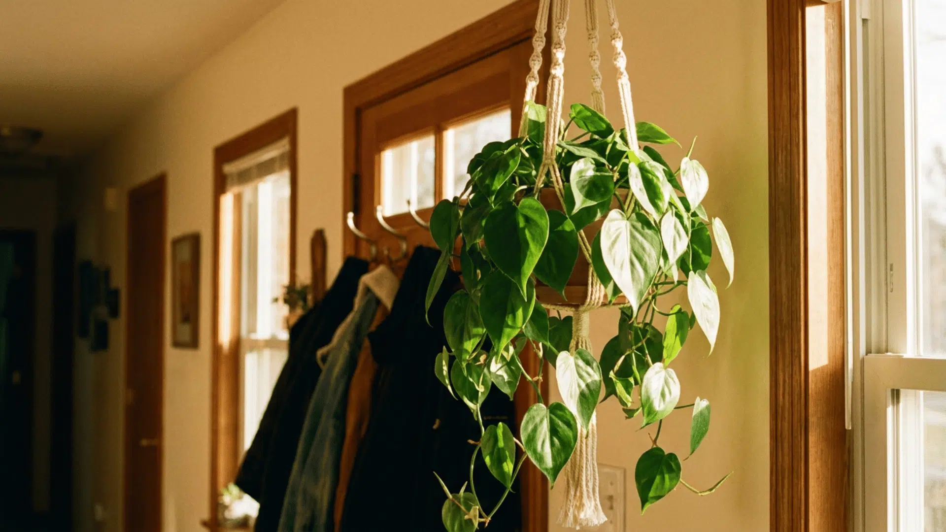 heartleaf philodendron in a macrame hanger in a hallway