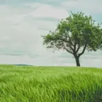Single tree on a lush green field under cloudy sky