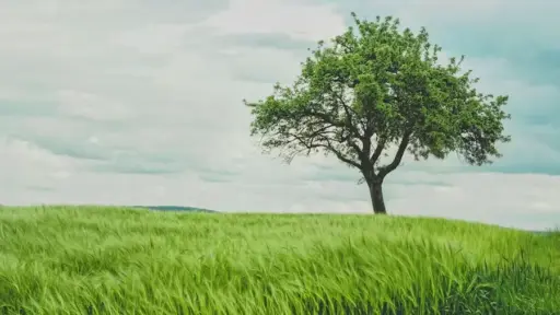 Single tree on a lush green field under cloudy sky