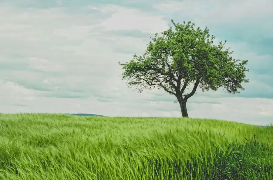 Single tree on a lush green field under cloudy sky