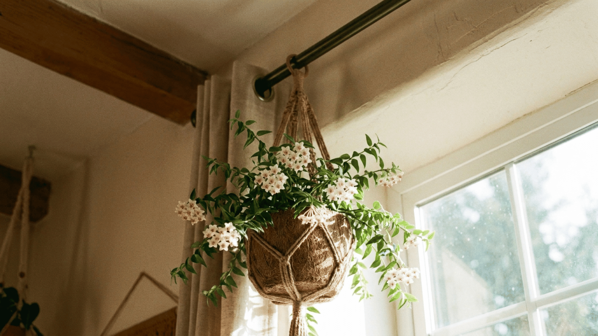 hoya bella with white star shaped flowers in a hanging basket