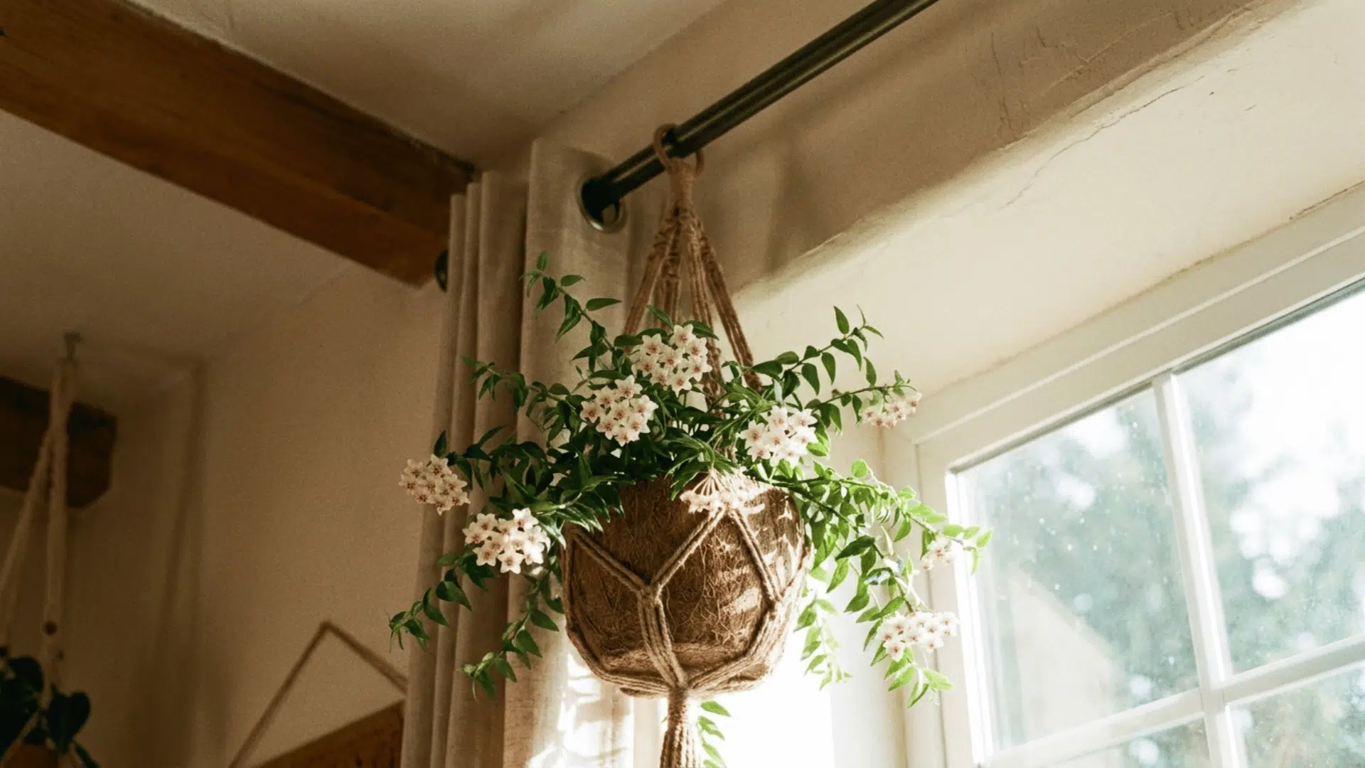hoya bella with white star shaped flowers in a hanging basket