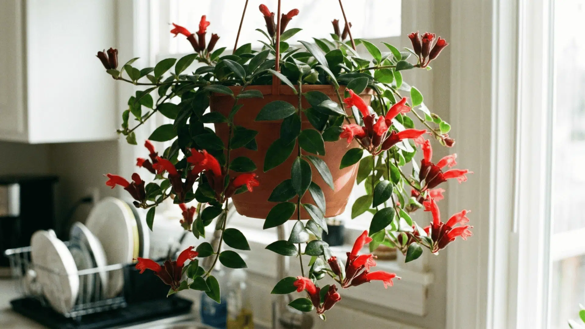 lipstick plant with red tubular flowers in a hanging pot