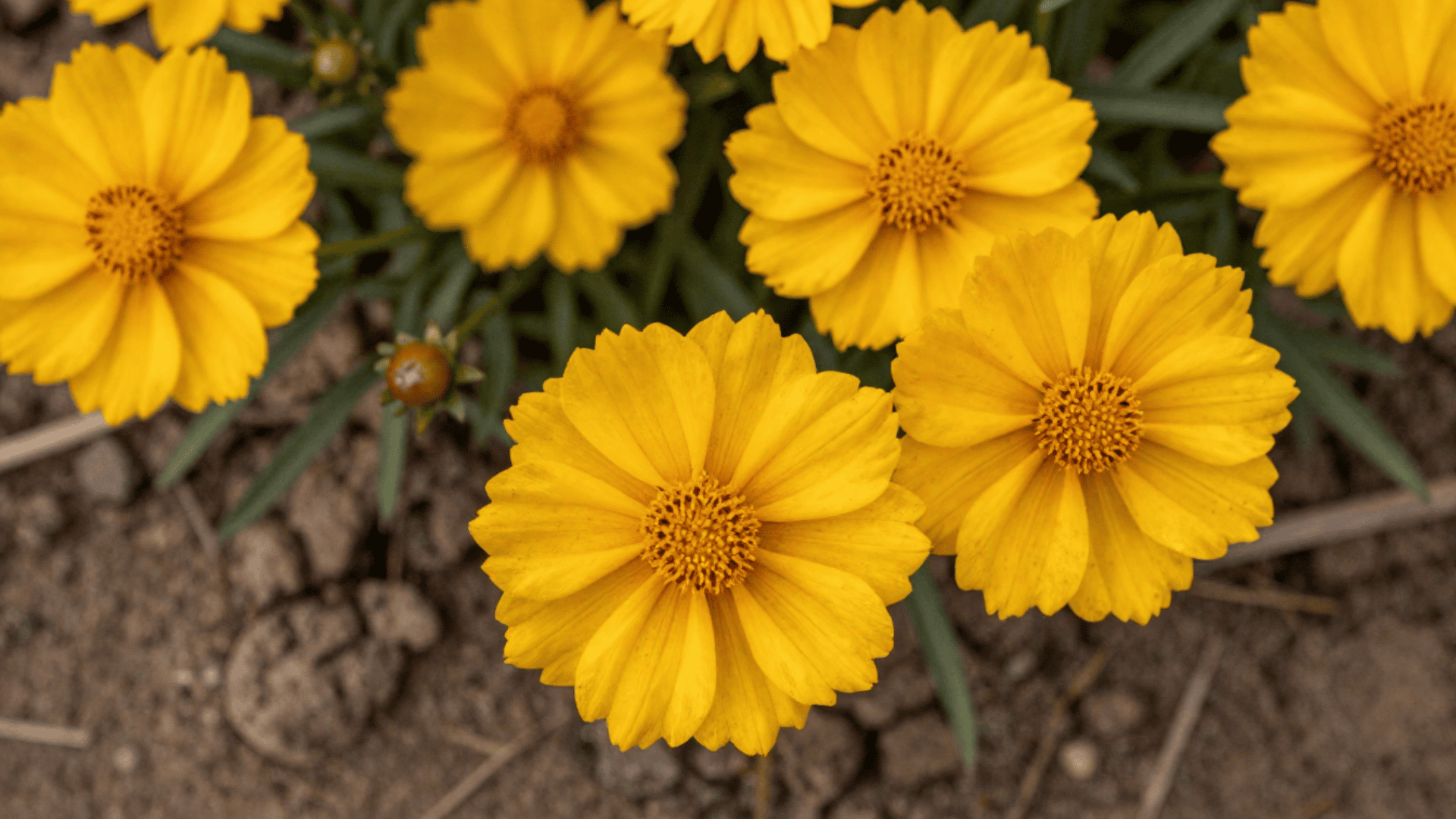 op down close up photo of yellow coreopsis blooms over a slightly dirty garden bed