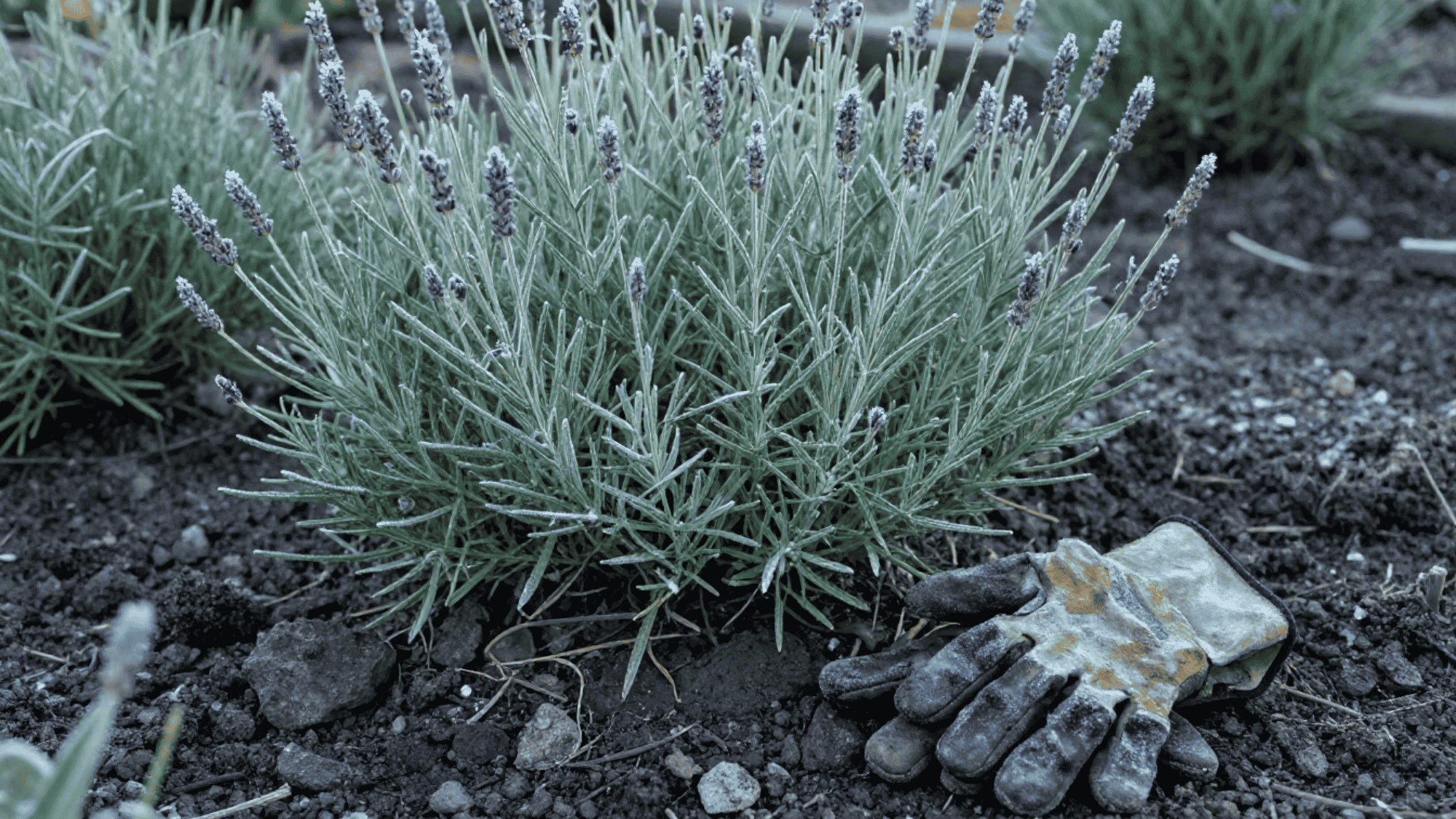rugged english lavender plant with silvery green leaves covered in light morning frost in a cold winter garden bed
