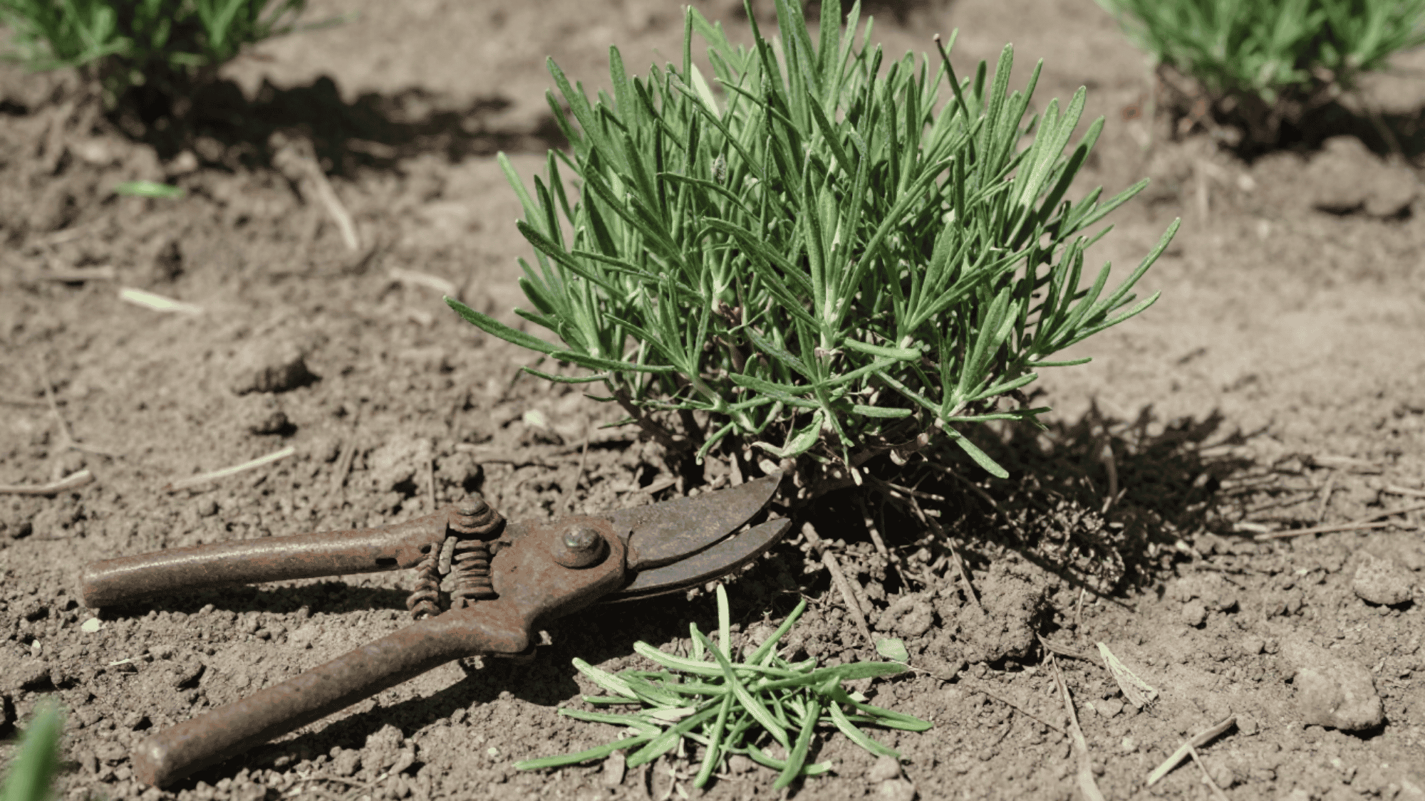 rusted pruning shears cutting the soft green top growth of a mounded lavender plant leaving the woody base untouched