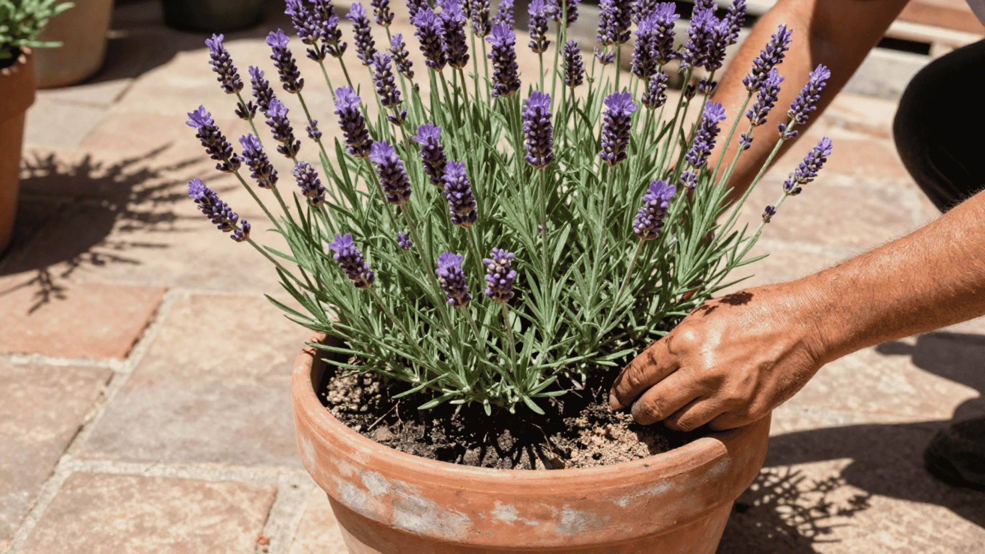 sweaty dirt smudged hand adjusting dry sandy soil around a potted spanish lavender plant on a hot sun baked patio